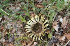 Carlina acanthifolia