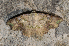 Laspeyria viridicincta