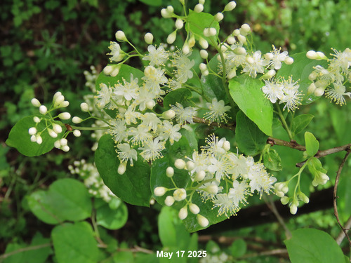 Symplocos sawafutagi iNat (3)