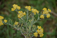 Pseudognaphalium hypoleucum