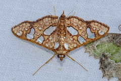 Glyphodes canthusalis