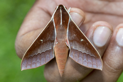 Theretra pallicosta