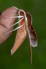 Theretra pallicosta