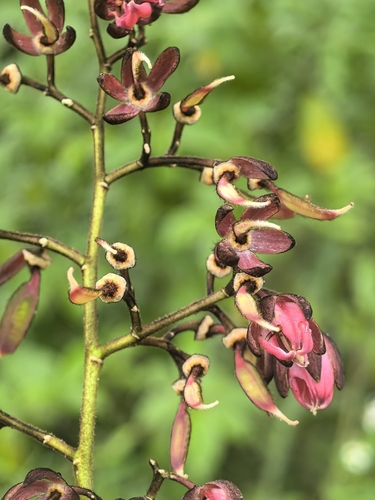 Zenia insignis