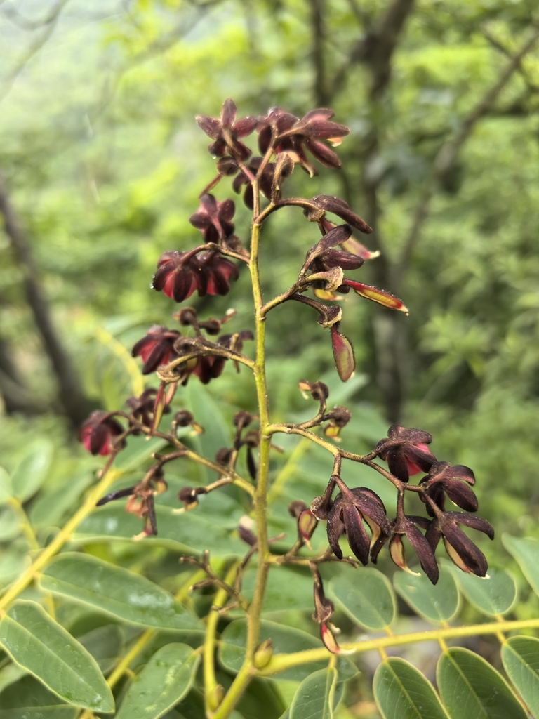 Zenia