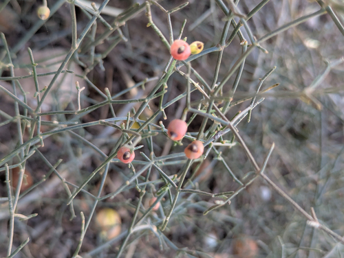 High-climbing Jointfir (Ephedra altissima)