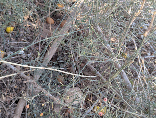 Ephedra altissima, photograph 1