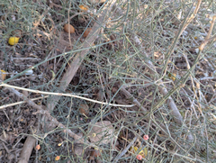 Ephedra altissima, photograph (c) Tom Field, some rights reserved (CC BY)