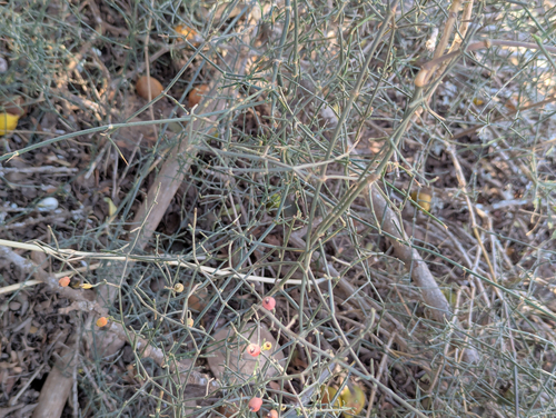 Ephedra altissima, photograph 2