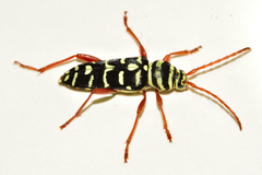 Megacyllene asteca