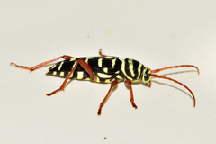 Megacyllene asteca