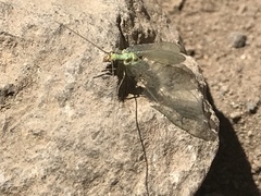 Chrysopa coloradensis
