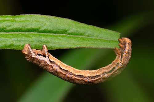 Confused Eusarca Moth