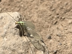 Chrysopa coloradensis