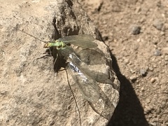 Chrysopa coloradensis