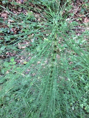 Equisetum telmateia