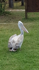 Pelecanus crispus