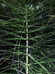 Equisetum telmateia