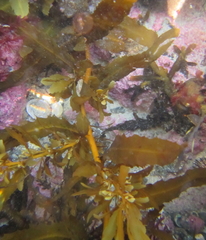 Sargassum sinclairii