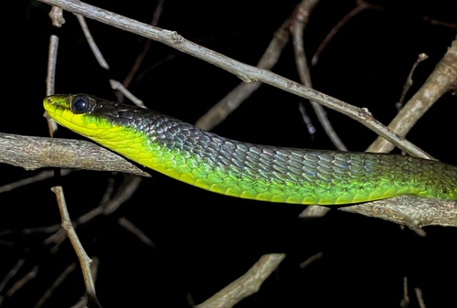 Common Tree Snake sighting