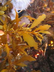 Sargassum sinclairii