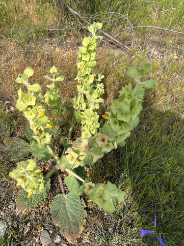 Phlomoides isochila, photograph 6