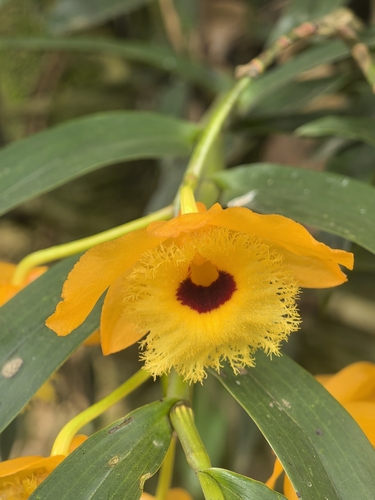 Fringed-lipped Dendrobium