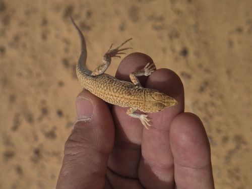Duméril's Fringe-fingered Lizard