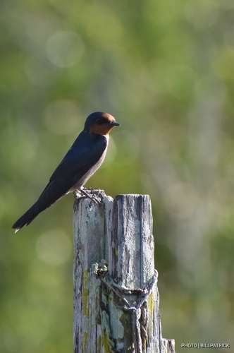 Pacific Swallow