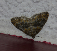 Entephria flavicinctata
