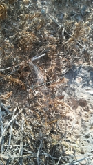 Erpetogomphus