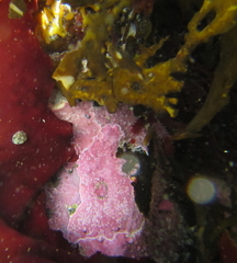 Coelotrochus oppressus