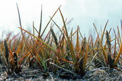 Carex subspathacea