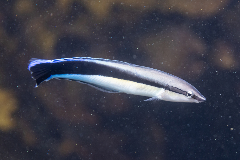 Cleaner mimic (Aspidontus taeniatus) — Blenniidae