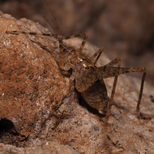 Primorski spiljski konjic (Troglophilus ovuliformis)