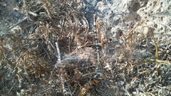 Erpetogomphus