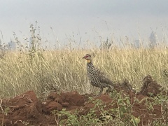 Pternistis leucoscepus