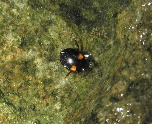 Allopachria bimaculata