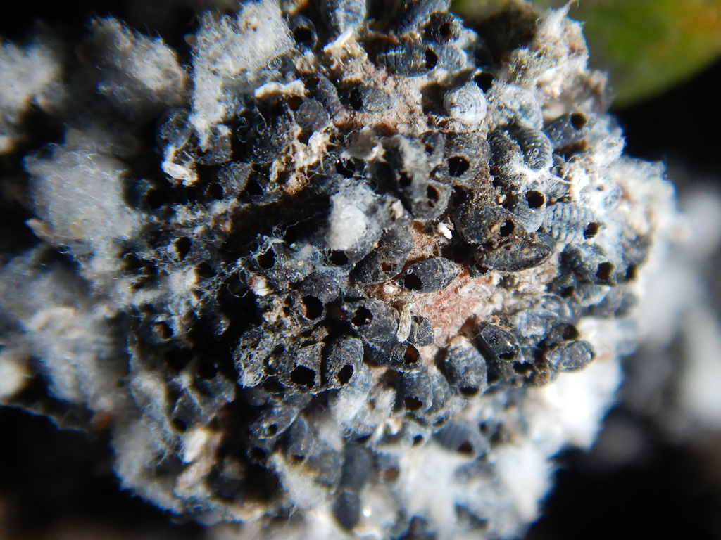 woolly aphid parasite