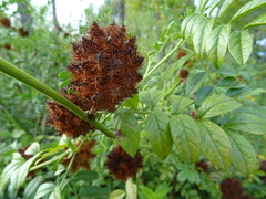 Glycyrrhiza echinata