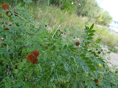 Glycyrrhiza echinata