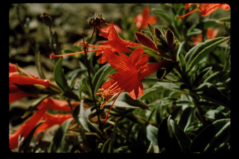 Epilobium septentrionale