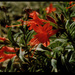 Epilobium septentrionale - Photo Jennifer Wheeler, BLM Arcata, sin restricciones conocidas de derechos (dominio público)