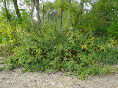 Glycyrrhiza echinata