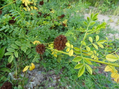 Glycyrrhiza echinata