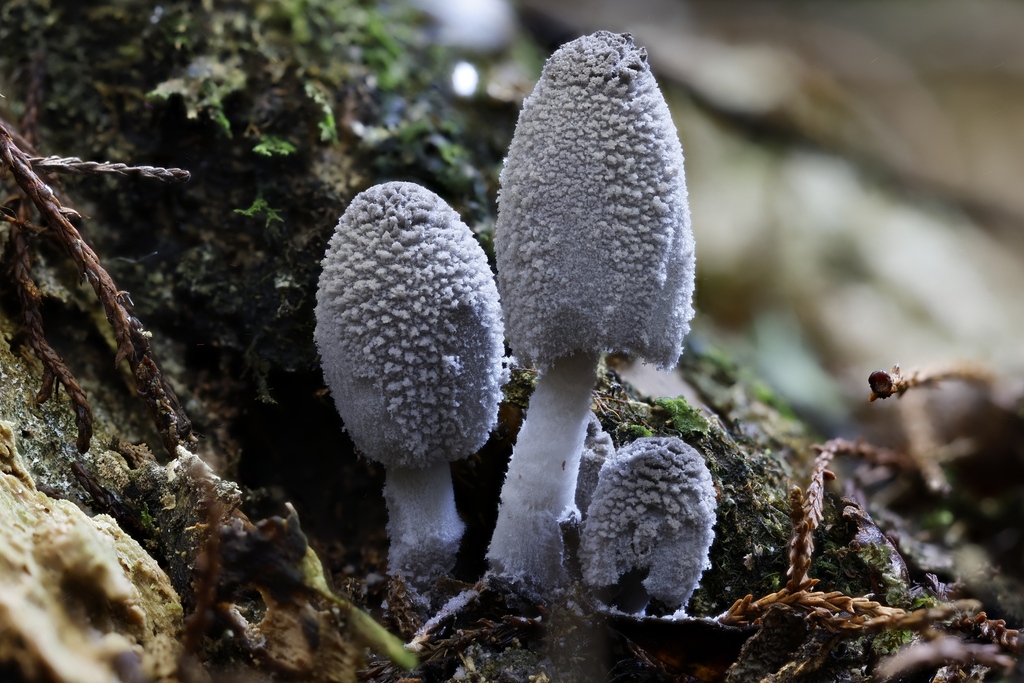 Coprinopsis laanii · May 2025 · photo: © mstirling (iNaturalist, cc-by)