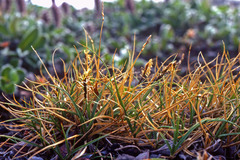 Carex rupestris