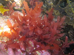 Cladhymenia