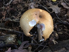 Agaricus subrufescens