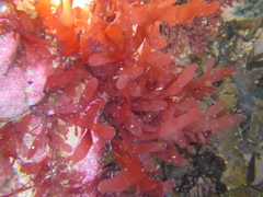 Cladhymenia